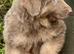 Stunning German shepherds from 5star breeder