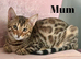 Beautiful Bengal Babies Ready Now