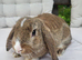 Beautiful Mini lop looking good a home