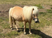 5 yr old palomino gelding