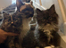 1 male Perdoll kitten ready now