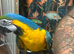 Blue and gold macaw