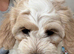 Bichon Cockachon pupies