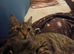 Tabby cat lovely looking for.new home
