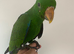 Beautiful Eclectus HandReared baby parrot