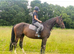 Beautiful warmblood gelding