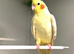 Cockatiels for sale