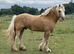 Palomino welsh x cob mare