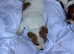 Jack Russell puppies for sale