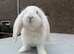 Giant French lops