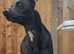 Rex for stud only