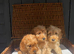 fully DNA health tested cockapoo puppies