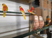 Turk parrakeets