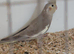 Beautiful young hen cockatiel for sale.