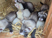 Hob and jill ferrets