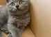 Scottish Fold and Straight kittens