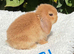Pure bred mini lop baby boy .