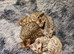 Stunning Pedigree Bengal Kittens.