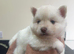 Pomsky Puppy's are ready to leave now