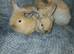Lop lionhead rabbits for sale