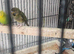 Budgies for sale black face and black wing