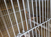 2x zebra finch hens