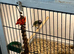 Gouldian finch hen 10 months old
