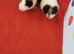 Baby guinea pigs