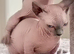 Bambino Sphynx Kittens Ready