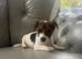 Adorable jack Russell puppies