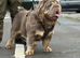 Olde Tyme Bulldog For Stud