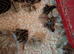 Jumbo Quail Chicks for Sale
