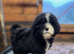 Sheepadoodles due in june