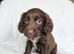 Wonderful cocker spaniel puppies