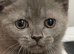Scottish fold kittens