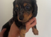 Beautiful Hairy dachshund puppies