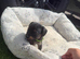 7 King Charles puppy’s