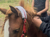 4 yr broken Welsh Section A 12hh gelding