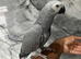 Baby Friendly HandReared Super Tame Cuddly African Grey Parrot,5