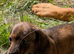 Just one left! Mini dachshund girl