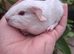 PEW (Pink eyed white) Smooth Baby Girl Guinea Pig