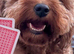 Beautiful 4 year old Cavapoo looking for forever home