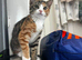 3 female Kittens