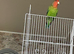 Beautiful semi tame male lovebird