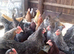 Chickens for sale