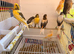 Harlequins and yellow and another birds