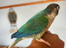 Beautiful coloured males conures