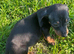 Dachund pups
