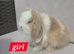 Super fluffy boys & girls teddywidders