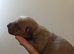 Patterdale terrier